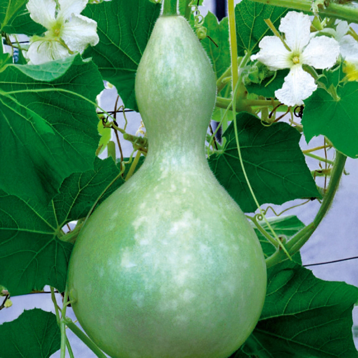 Calebasse - Gourde - Cucurbita siceraria gourde bouteille - Bakker