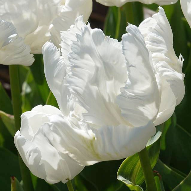 7 Tulipes perroquet White Parrot - Tulipa 'white parrot' - Bakker