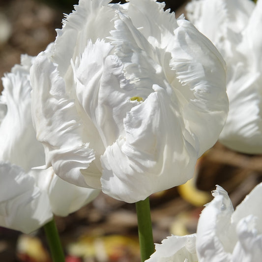 Bakker - 7 Tulipes perroquet White Parrot - Tulipa 'white parrot' - Bulbes de printemps