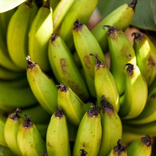 Bananier nain Dwarf Cavendish - Bakker