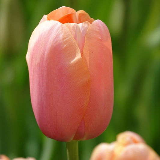 7 Tulipes Menton - Bakker