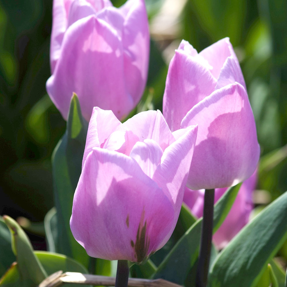 Tulipa 'candy prince' - 10 Tulipes Triomphe Candy Prince - Bulbes de Tulipe