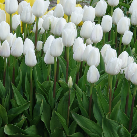 7 Tulipes Triomphe Royal Virgin - Bakker