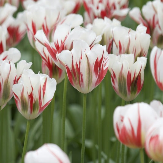 7 Tulipes Viridiflora Flaming spring green - Bakker