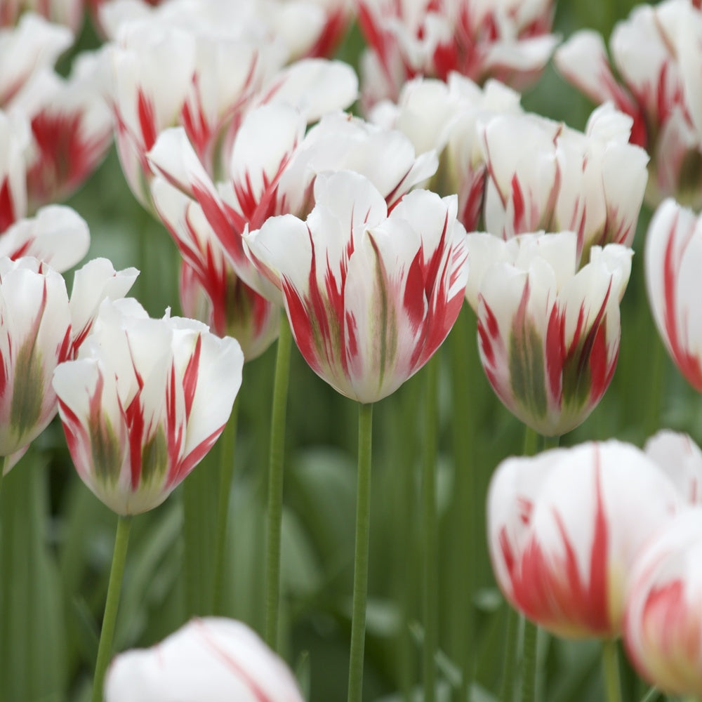 7 Tulipes Viridiflora Flaming spring green - Bakker