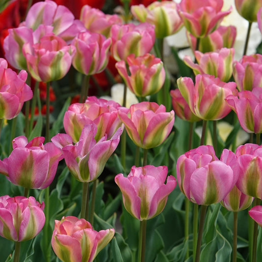 7 Tulipes Viridiflora Groenland - Bakker