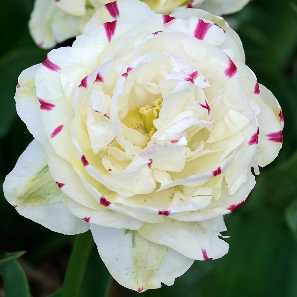 7 Tulipes double Dance line - Tulipa Danceline - Bakker