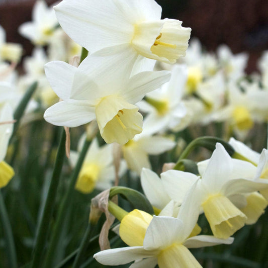 7 Narcisses Sailboat - Bakker