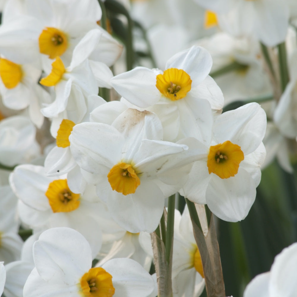 5 Narcisses Geranium - Narcissus 'geranium' - Bakker