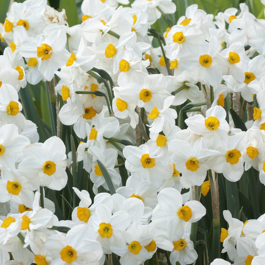 5 Narcisses Geranium - Bakker