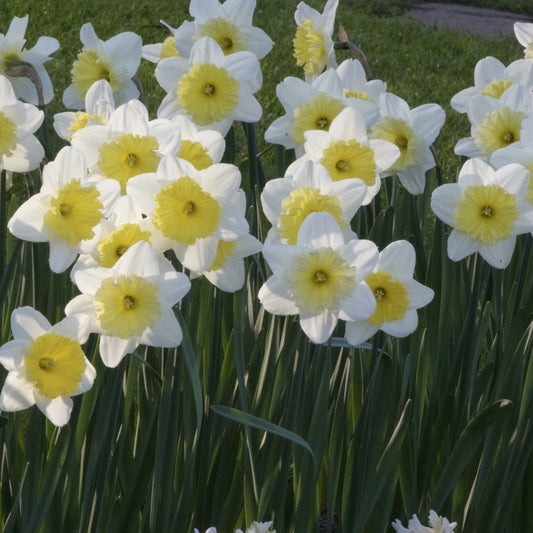 5 Narcisses à grande couronne Ice follies - Bakker
