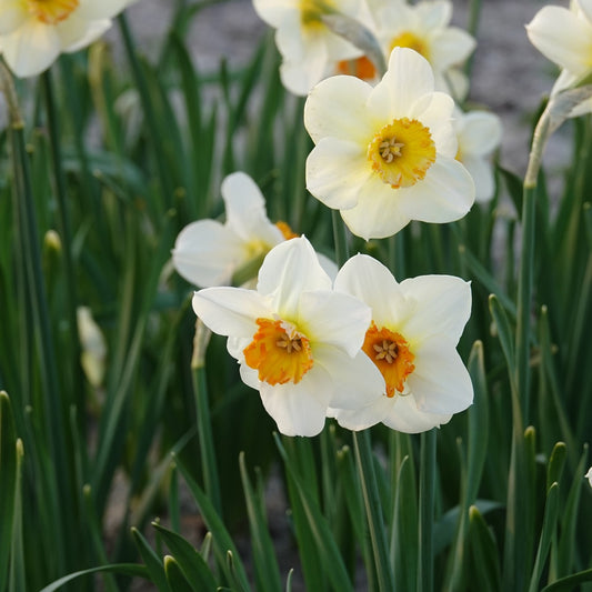 5 Narcisses à petite couronne Barrett Browning - Bakker