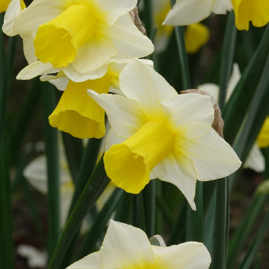 7 Narcisses Golden Echo - Bakker