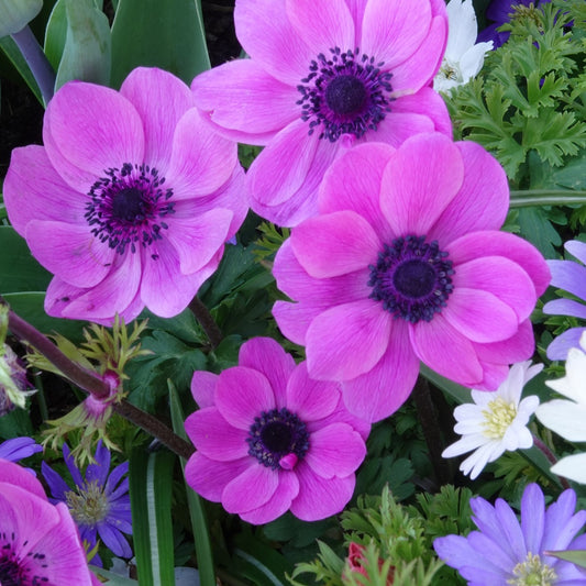 Anémones coronaria roses - Bakker
