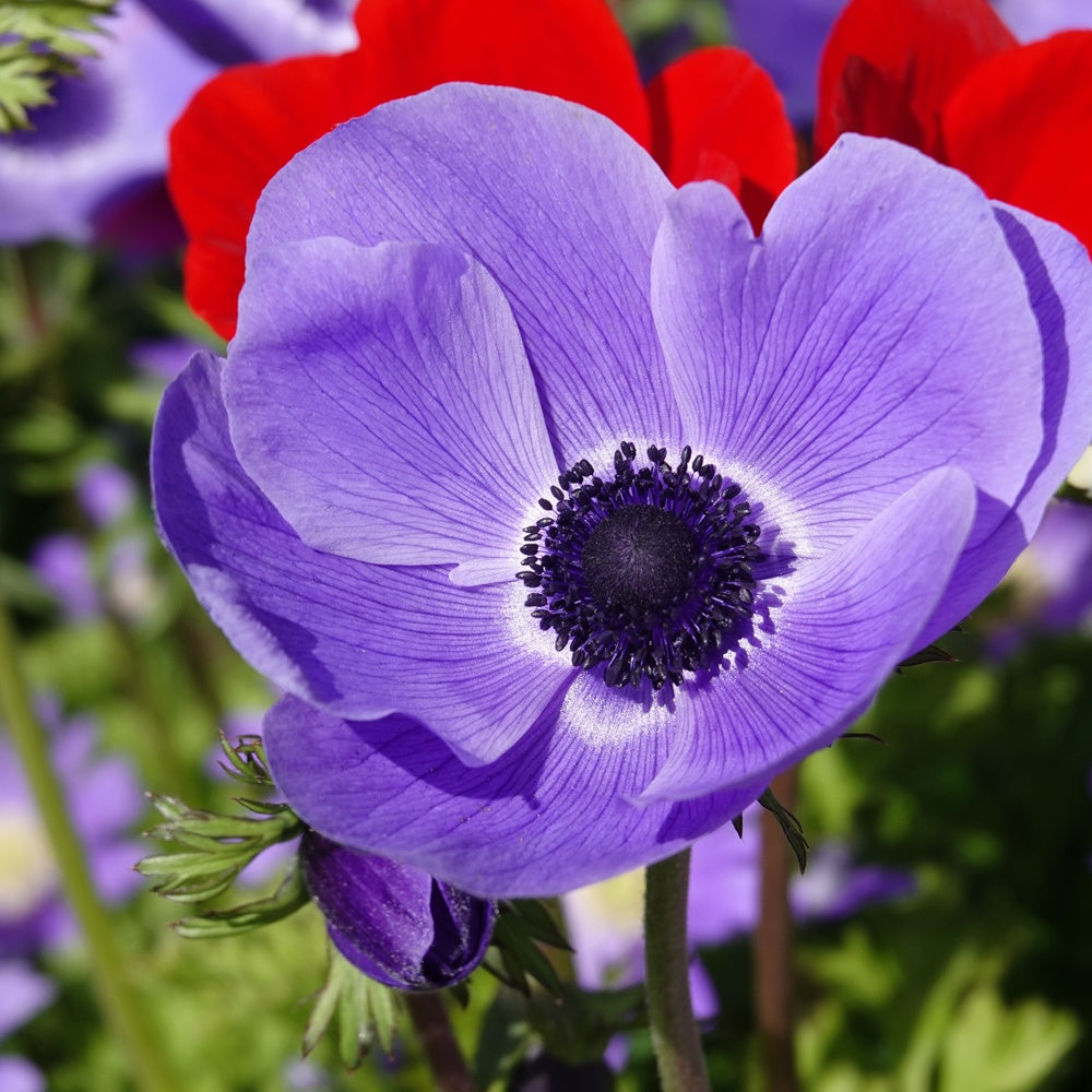 Anémones coronaria bleues - Anemone 'm.fokker' - Bakker