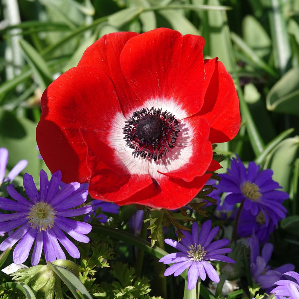 Anémones coronaria rouges - Bakker