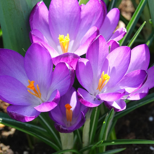 20 Crocus hybride Ruby Giant - Bakker