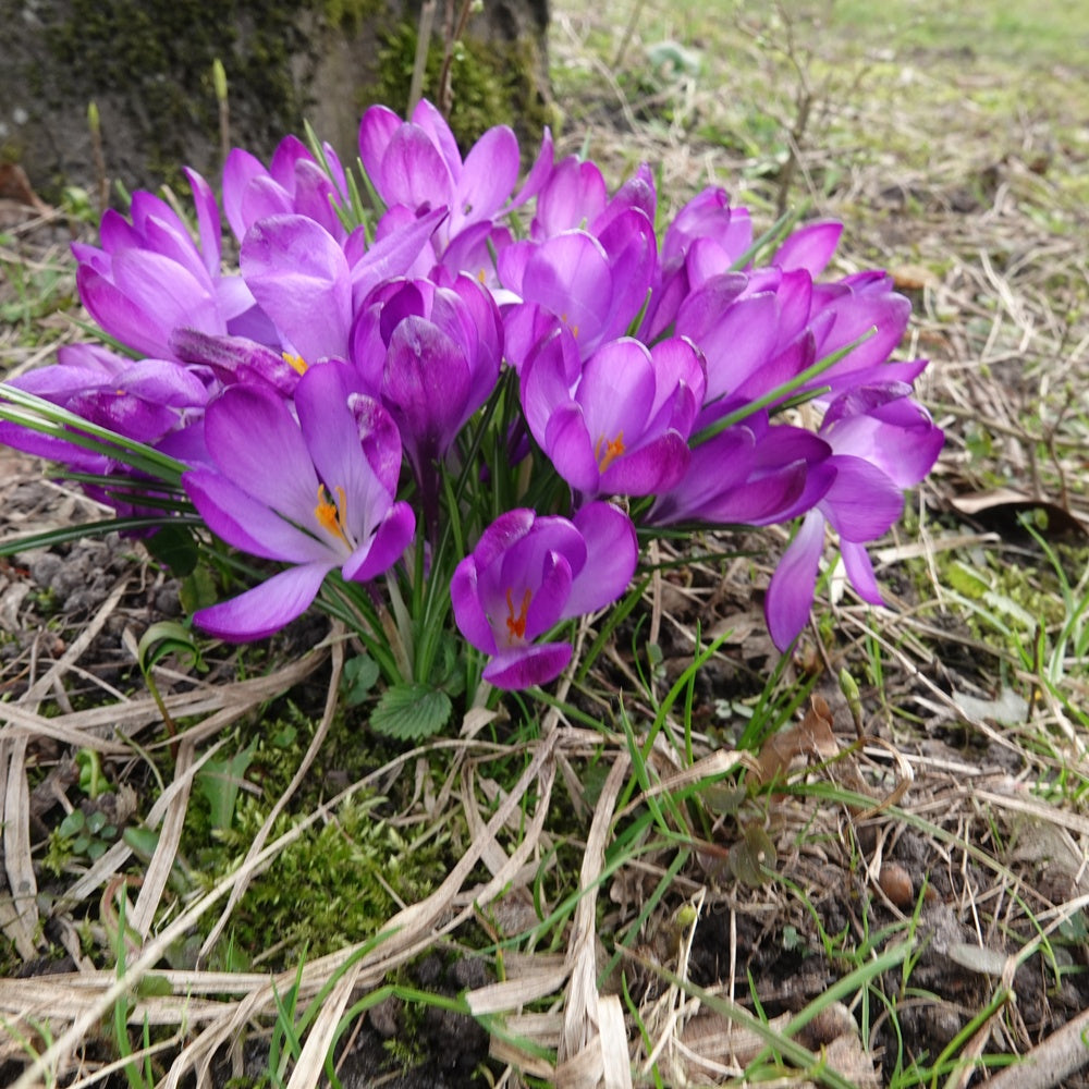 20 Crocus hybride Ruby Giant - Crocus 'ruby giant' - Bakker