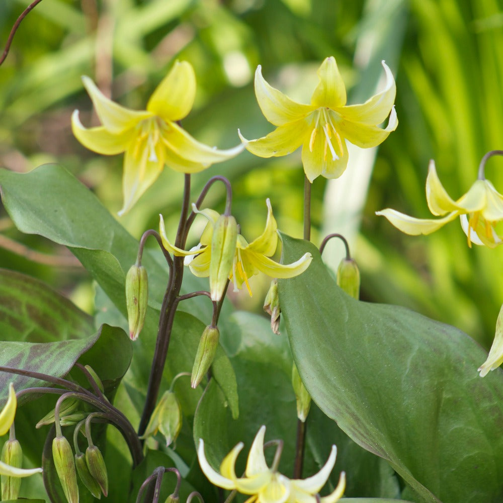Erythrone Pagoda - Erythronium 'pagoda' - Bakker
