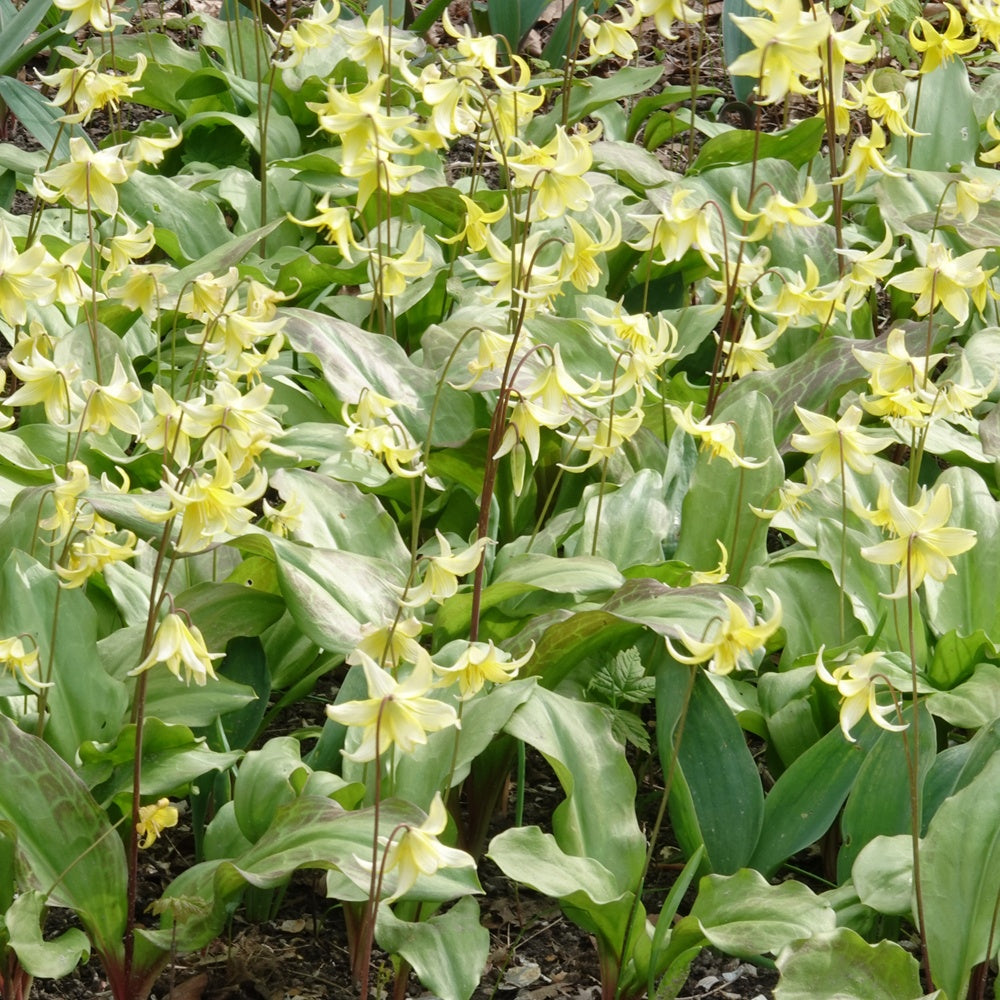 Erythronium 'pagoda' - Erythrone Pagoda - Bulbes de printemps