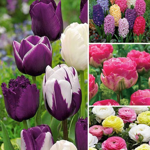 131 bulbes mystères - Bakker