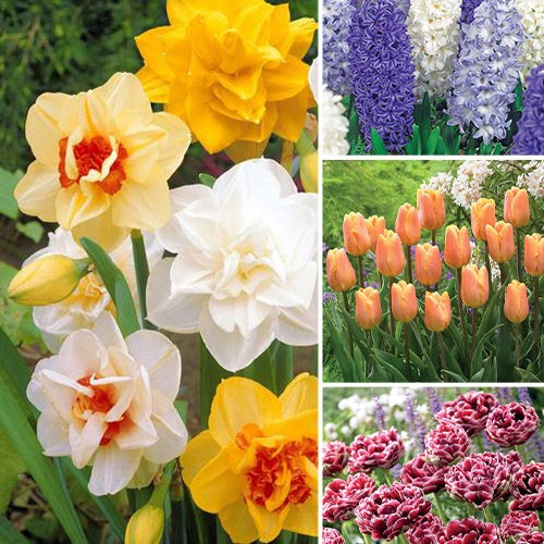 121 bulbes multicolores - Bakker
