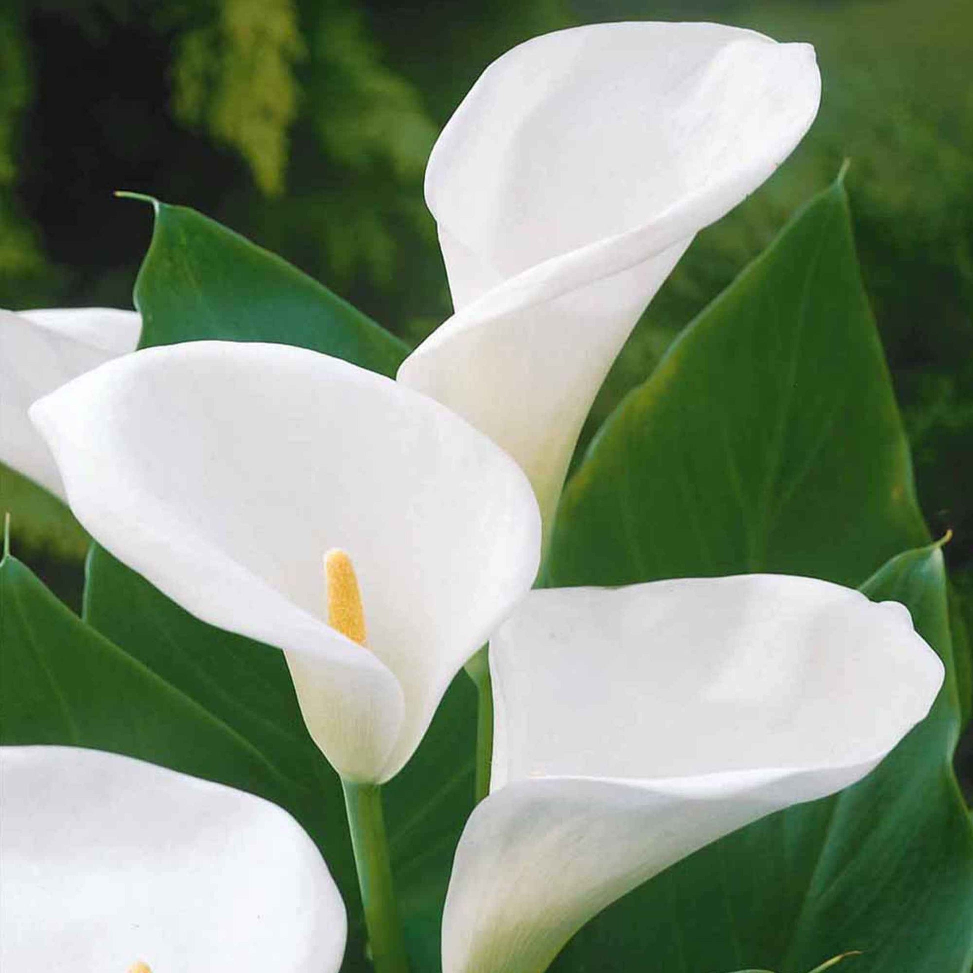 2 Arums blanc d'Ethiopie - Bakker
