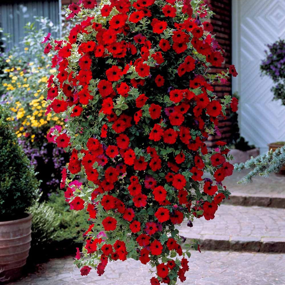 Petunia - 3 Pétunias retombants rouges - Petunia et Calibrachoa