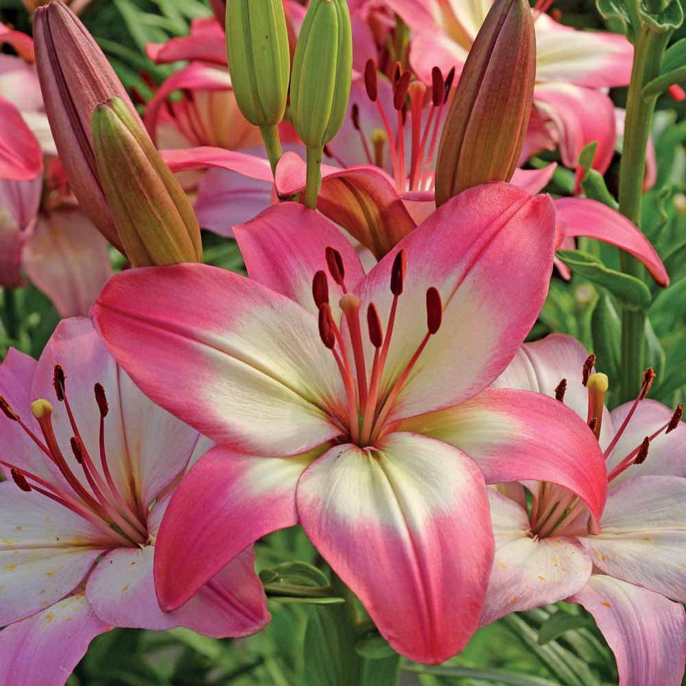 Lilium 'levi' - Lys asiatique 'Levi' - Bulbes de Lys