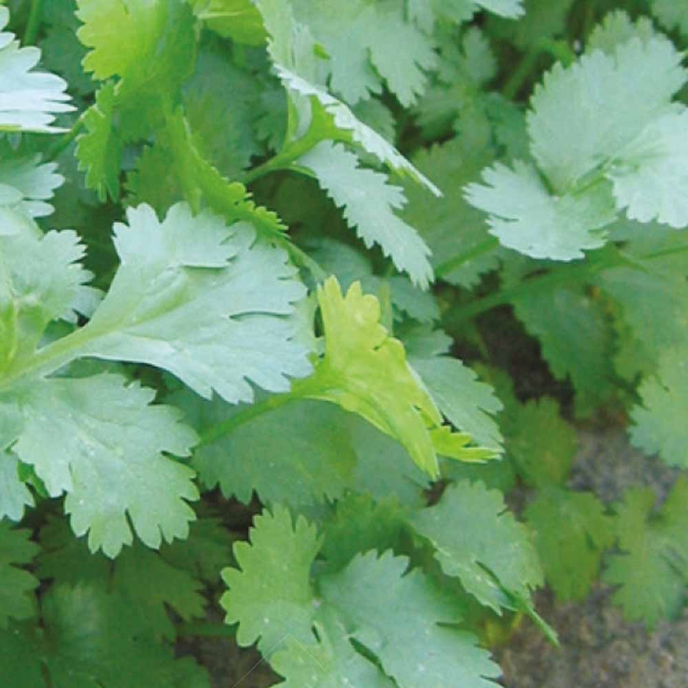 Collection d'aromatiques #2 - Graines d'aromatiques - Bakker