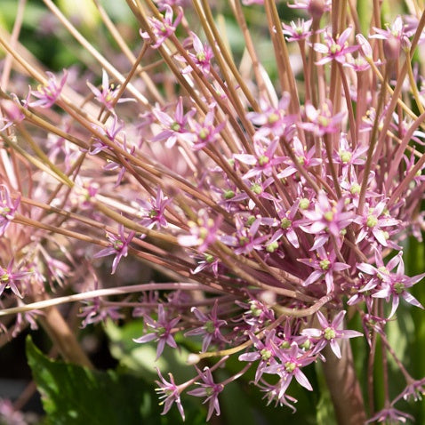 Vente 5 Alliums Schubertii - Allium schubertii