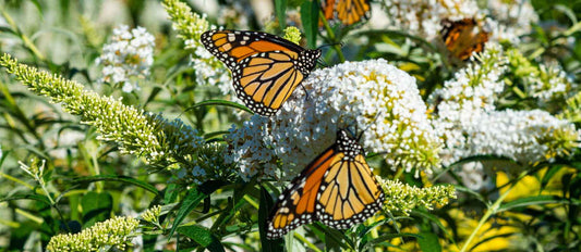 Le Jardin aux papillons