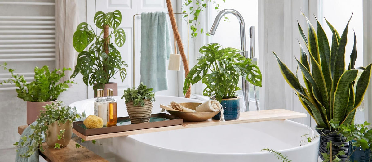 5 plantes parfaites pour votre salle de bain