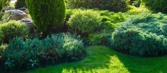 Un jardin vert toute l'année!