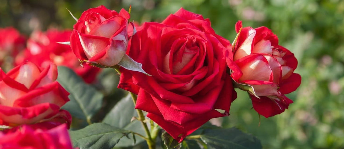 Planter un rosier : quand et comment