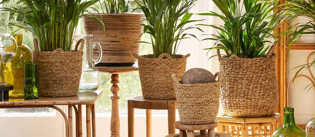 Tendance botanique : remplacez les pots de fleurs par des paniers