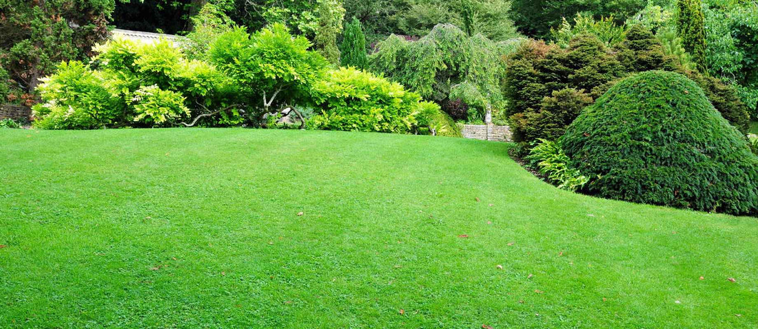 Plein de verdure à l'extérieur avec une pelouse ou un gazon