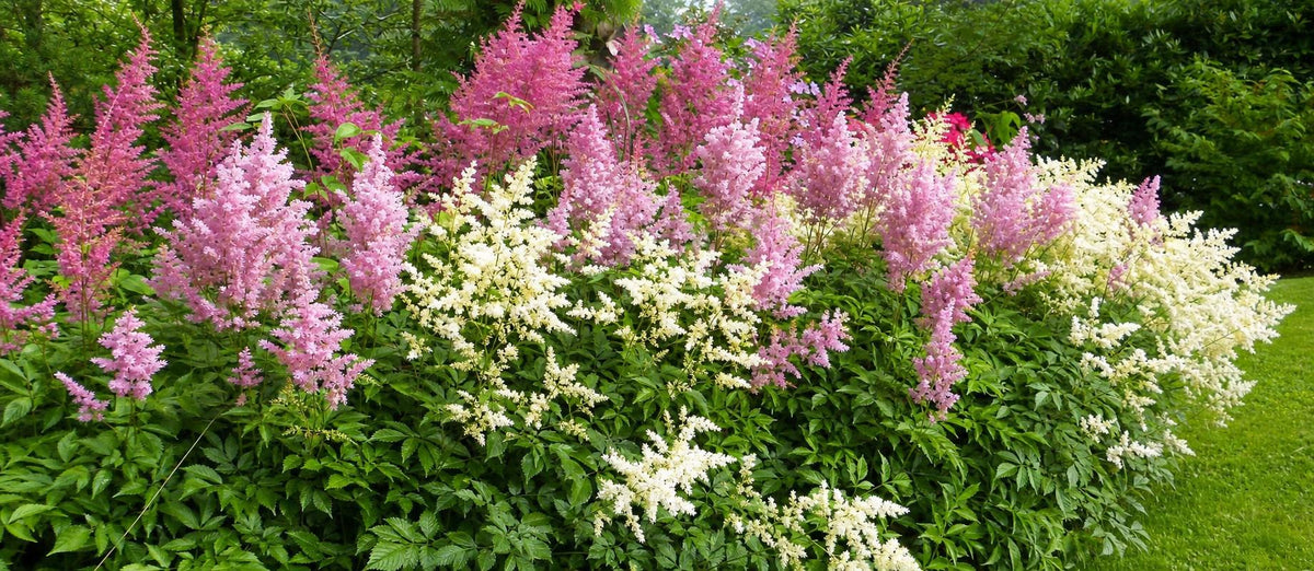 Les plants à racines nues : durables, tendance et de retour