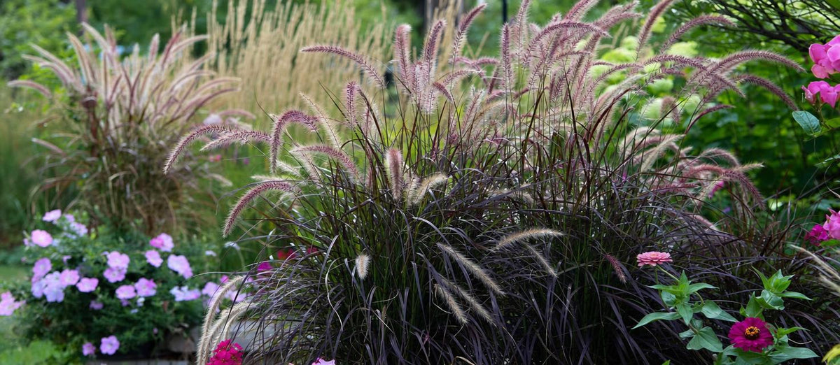 Les herbes  ornementales définissent l'ambiance de votre jardin