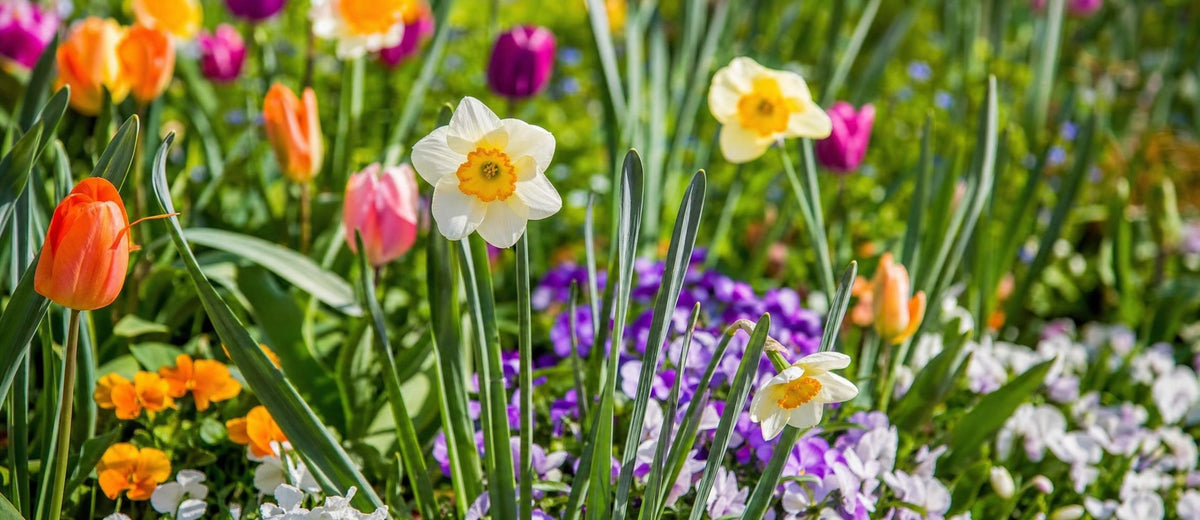 Préparez votre jardin pour le printemps !