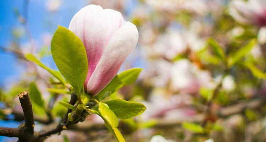 Tailler le Magnolia