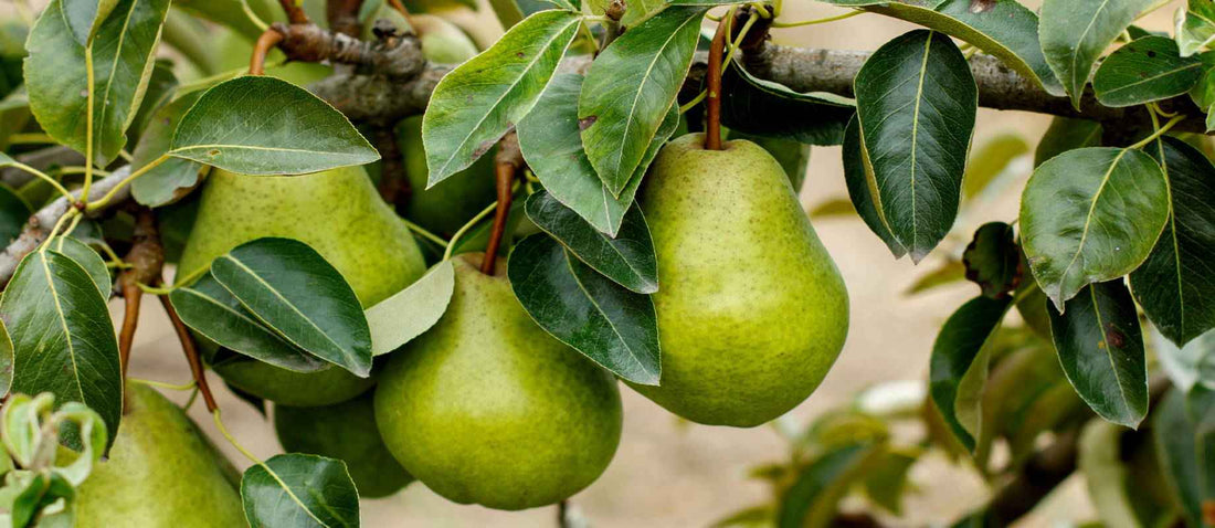 Tailler le poirier (Pyrus communis)