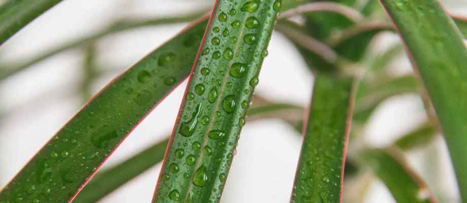 Prendre soin des plantes d'intérieur pendant l'été