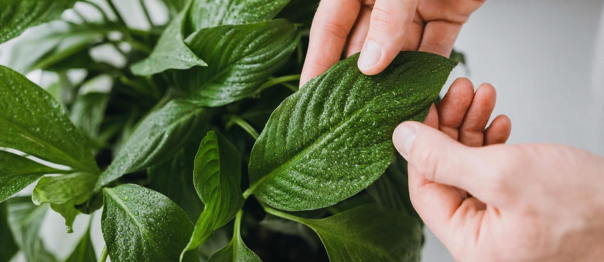 10 choses que vous ne saviez pas encore sur l'entretien de vos plantes d'intérieur