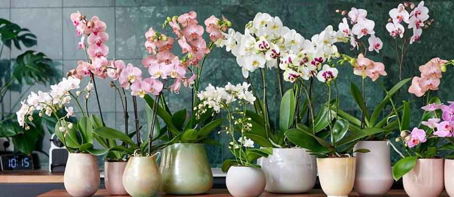 Les orchidées : pour une pièce élégamment colorée