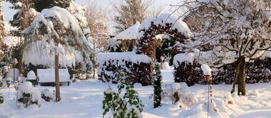 Les plantes résistantes au gel qui égayent votre jardin en hiver.