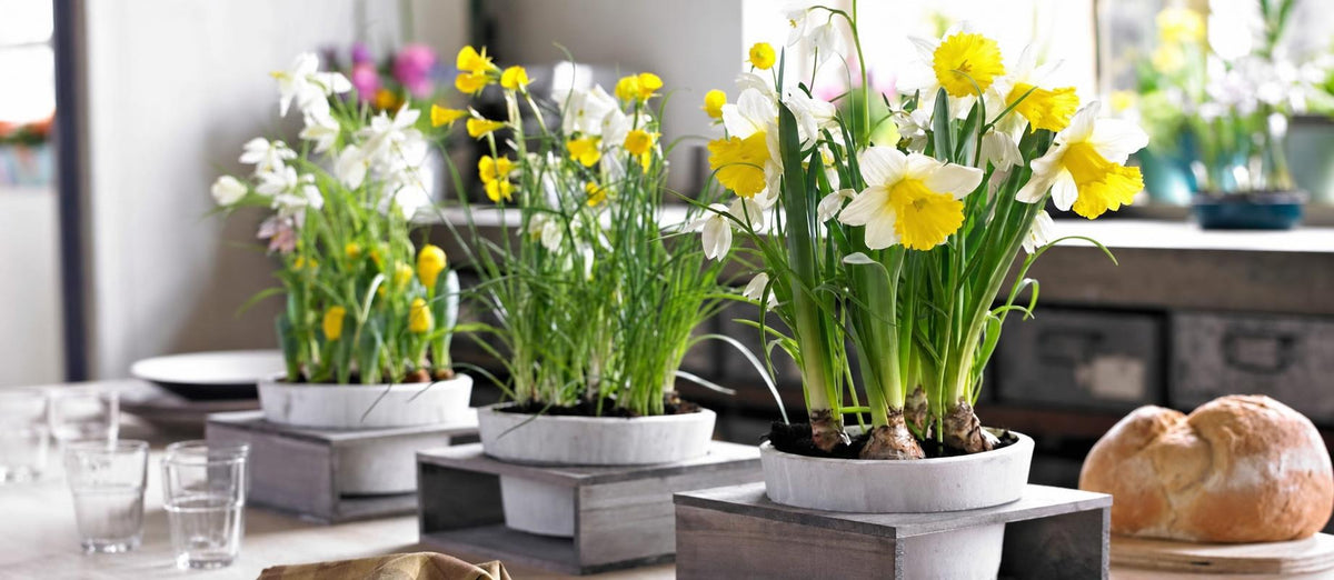 Tout ce qu'il faut savoir sur les bulbes de fleurs d'intérieur