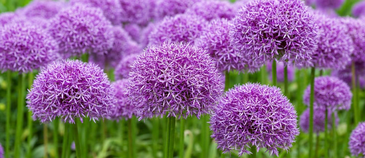 L'allium : le bulbe de fleur idéal pour le printemps et l'été