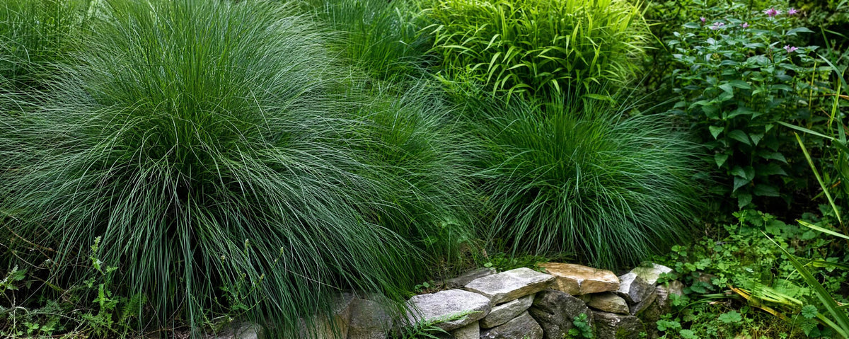 Les herbes d'ornement auront un effet remarquable dans votre jardin