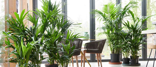Le palmier: une plante d’intérieur exclusive